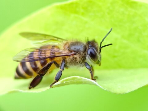 bee on a green leaf