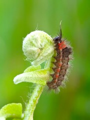 caterpillar on leaf in the garden 