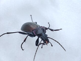 big, beautiful, mustachioed, black with purple, ground beetle, against the background of white snow, cold, winter