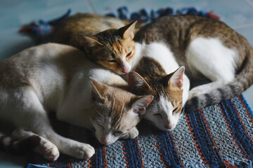 three cats lying closely together on a surface. The cats have different fur patterns and colors.
