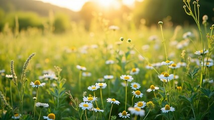 Fototapeta premium Sunlit Chamomile Field, Wide View of Blooming White Flowers in Lush Green Meadow