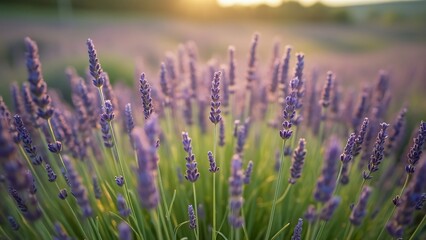 Obraz premium Stunning High-Resolution Photo of Lavender Fields in Summer Sunlight, Close-Up View with Depth of Field and Blurred Background