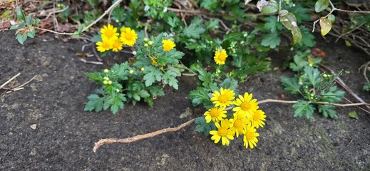 yellow flowers