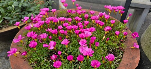 flowers in a garden