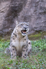座ってくつろぐ可愛い動物園のユキヒョウ