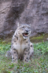 Naklejka premium 座ってくつろぐ可愛い動物園のユキヒョウ