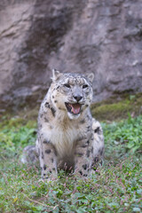 Obraz premium 座ってくつろぐ可愛い動物園のユキヒョウ