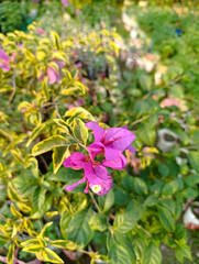 Hydrangea macrophylla ornamental shrub with purple flower head,Vibrant Pink and Purple Blossoms,Bright Pink Bougainvillea