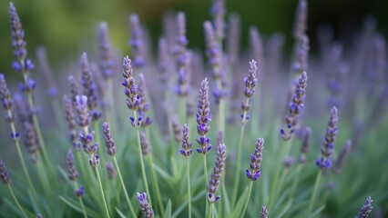 Naklejka premium Close-up Macro Photography of Lavender Flowers in Grass, Delicate Purple Blossoms, Blurred Background, Nature Scene