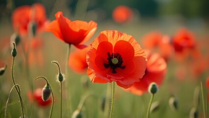 Naklejka premium Vibrant Red Poppies in Full Bloom, Close-up of Peace and Companionship, World Slam Day Image