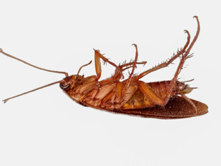 a close up of a dead cockroach, showcasing its intricate body structure and exoskeleton