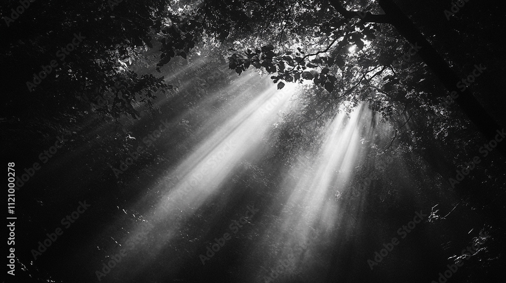 Poster Sunlight filters through dense trees in a serene forest setting