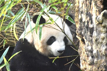 panda feeding fresh bamboo leaf on ground in forest