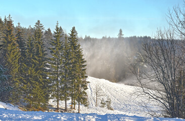 Large fir trees stand in a snowy Christmas landscape, next to them runs a path that has already been used by many walkers and sleighs, snowdrifts behind the trees