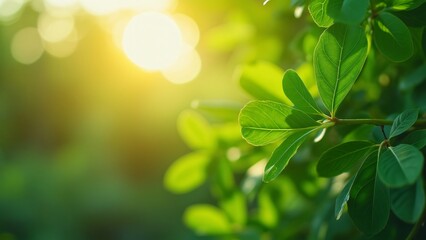 Obraz premium Vibrant Green Leaves Close-Up, Sunlit Nature Banner, Eco-Friendly Ecology Theme, Copy Space