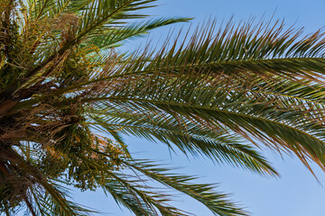 Palm leaves against a blue sky, photo background.