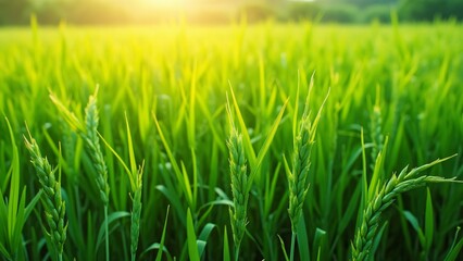 Obraz premium Lush Green Rice Paddy Field Background, Vibrant Close-up of Sunlit Rice Plants with Water Droplets, Idyllic Rural Landscape, Perfect for Banner or Cover Design