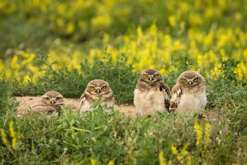 Burrowing Owl Chicks in Height Order