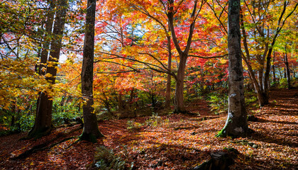 Fototapeta premium Golden leaves carpet the forest floor, casting a vibrant autumnal glow