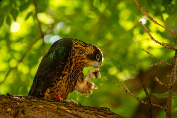 Peregrine Falcon sitting in a Green Leafy Tree