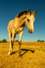 young colt coming close in the morning light