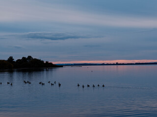 Naklejka premium Der Dümmer See bei Lembruch im Abendlicht, Naturpark Dümmer, Landkreis Diepholz, Niedersachsen, Deutschland