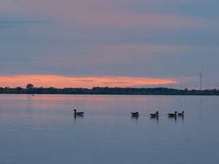 Der D&uuml;mmer See bei Lembruch im Abendlicht, Naturpark D&uuml;mmer, Landkreis Diepholz, Niedersachsen, Deutschland