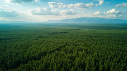 Fototapeta premium Stunning Aerial View of Endless Russian Forest, Lush Green Coniferous Trees, Distant Mountains, and Blue Sky