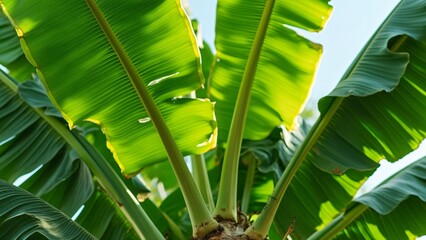 Obraz premium Majestic Banana Tree Leaves, Close-up Macro Photography of Vibrant Green Foliage in Sunlight