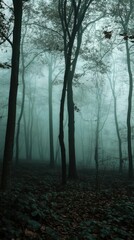 Obraz premium A misty forest scene with tall trees shrouded in fog.