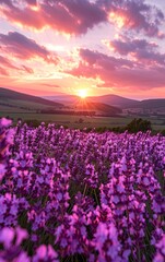 Obraz premium Experience a stunning sunset casting warm hues over a lush field of blooming lavender. The vibrant colors evoke tranquility and natural beauty, making it a perfect scene for relaxation and peace