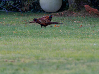 Fasan, Phasianus colchicus