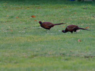 Fasan, Phasianus colchicus