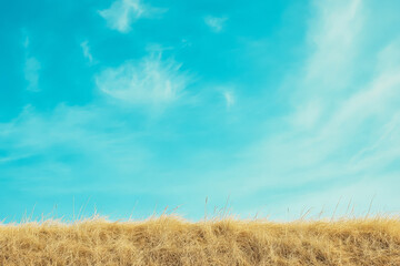 Fototapeta premium Expansive blue sky contrasts with golden grass under bright sunlight at midday
