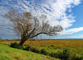 Ochsenmoor am Dümmer See bei Hüde im Naturpark Dümmer, Landkreis Diepholz, Niedersachsen,...