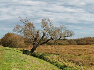 Ochsenmoor am Dümmer See bei Hüde im Naturpark Dümmer, Landkreis Diepholz, Niedersachsen,...