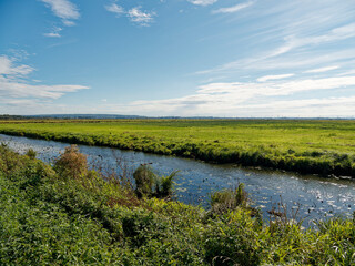 Ochsenmoor am Dümmer See bei Hüde im Naturpark Dümmer, Landkreis Diepholz, Niedersachsen,...