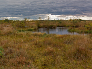 Landschaft im Neustädter Moor im Naturpark Dümmer, Landkreis Diepholz, Niedersachsen, Deutschland
