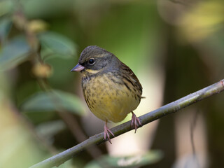 森の可愛いアオジ