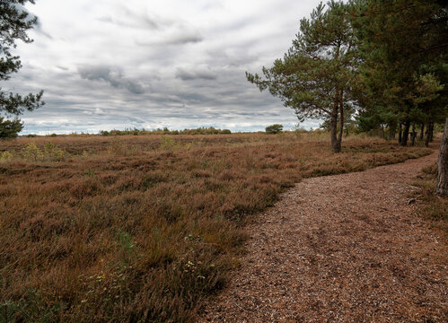 Landschaft im Neust&auml;dter Moor im Naturpark D&uuml;mmer, Landkreis Diepholz, Niedersachsen, Deutschland