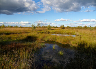 Landschaft im Oppenweher Moor im Naturpark Dümmer, Landkreis Diepholz, Niedersachsen, Deutschland