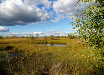 Landschaft im Oppenweher Moor im Naturpark Dümmer, Landkreis Diepholz, Niedersachsen, Deutschland