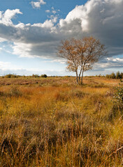 Fototapeta premium Landschaft im Oppenweher Moor im Naturpark Dümmer, Landkreis Diepholz, Niedersachsen, Deutschland