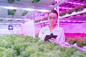 Woman scientist working and studies research in organic, hydroponic vegetables plots growing on...
