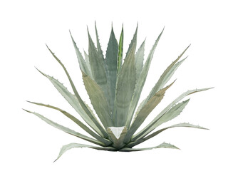 Fototapeta premium Tropical agave plant isolated on white background.This has clipping path. 