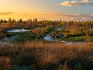 Abendstimmung im Rehdener Geestmoor bei Rehden, Naturpark Dümmer, Landkreis Diepholz, Niedersachsen, Deutschland