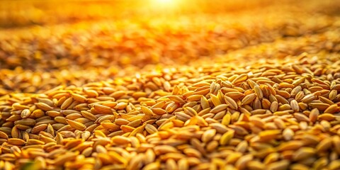 Obraz premium Aerial View Bird Seed Phalaris Canariensis, Field, Golden Grain