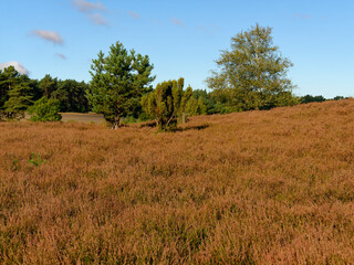 Landschaft in der  Kirchdorfer Heide bei Kirchdorf, Landkreis Diepholz, Niedersachsen, Deutschland