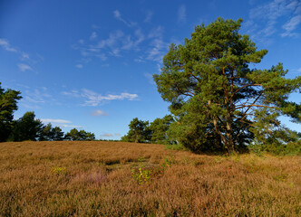 Landschaft in der  Kirchdorfer Heide bei Kirchdorf, Landkreis Diepholz, Niedersachsen, Deutschland
