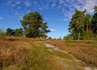 Landschaft in der  Kirchdorfer Heide bei Kirchdorf, Landkreis Diepholz, Niedersachsen, Deutschland